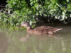 Anas platyrhynchos