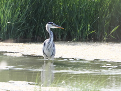 Ardea cinerea