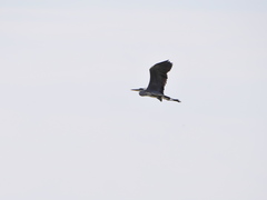 Ardea cinerea