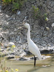 Egretta garzetta