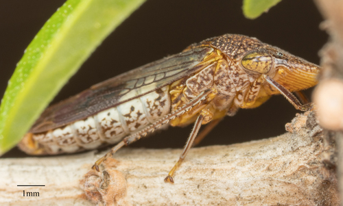 Glassy-winged sharpshooter