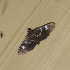 Desmia deploralis