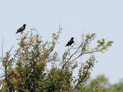 Sturnus vulgaris