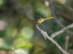 Sympetrum meridionale