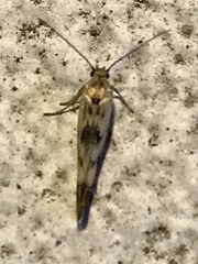 Scythris limbella