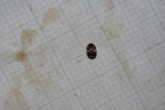 Anthrenus pimpinellae