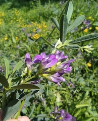 Medicago