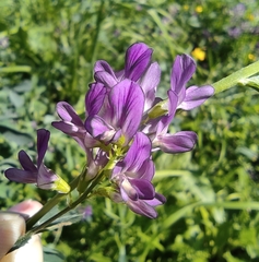 Medicago