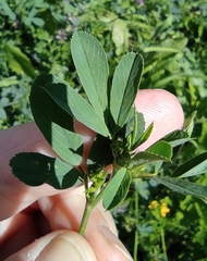 Medicago