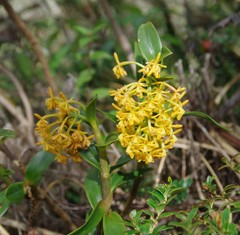 Epidendrum cernuum