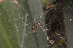 Frontinellina frutetorum