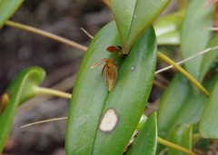 Pleurothallis matudana