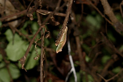 Rhampholeon marshalli