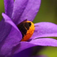 Megachile