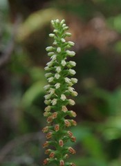 Gomphichis