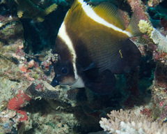 Heniochus varius