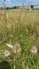Dipsacus fullonum