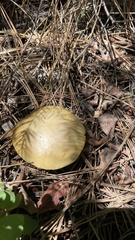 Boletus rubriceps