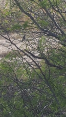 Campylorhynchus brunneicapillus