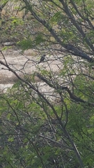 Campylorhynchus brunneicapillus