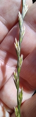 Lolium perenne