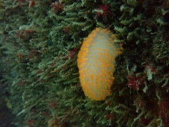 Polycitor giganteus