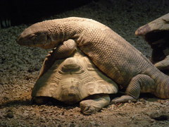 Varanus exanthematicus