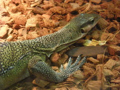 Varanus jobiensis