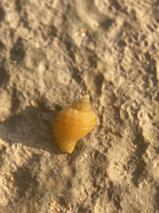 Nucella lapillus