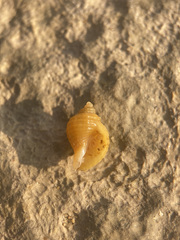 Nucella lapillus