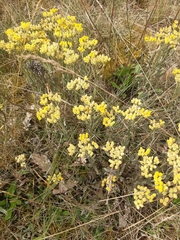 Helichrysum arenarium