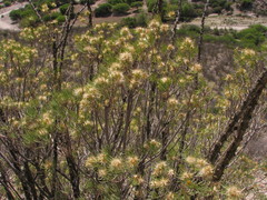 Dyscritothamnus filifolius