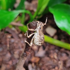 Episomus chinensis