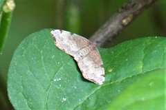 Achrosis