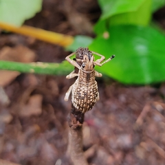 Episomus chinensis