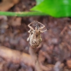 Episomus chinensis