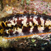 藍巨海菊蛤 - Photo 由 104623964081378888743 所上傳的 (c) 104623964081378888743，保留部份權利CC BY-NC