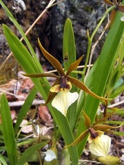 Prosthechea pastoris