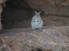 Petrogale brachyotis