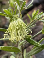Leionema viridiflorum