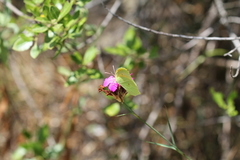 Gonepteryx cleopatra