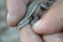 Sceloporus variabilis marmoratus
