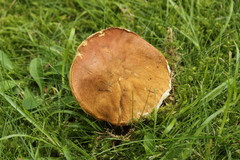 Gyroporus castaneus