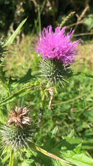 Cirsium vulgare