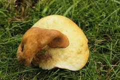 Gyroporus castaneus