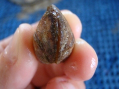Barbatia novaezealandiae