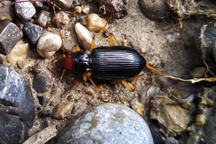 Nebria picicornis