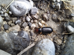 Nebria picicornis