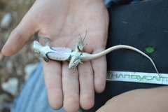 Sceloporus variabilis marmoratus