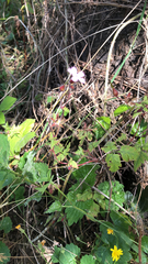 Geranium robertianum